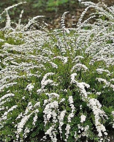 дэкаратыўныя дрэвы хмызнякі