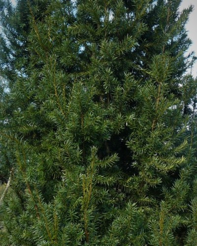 дэкаратыўныя дрэвы хмызнякі