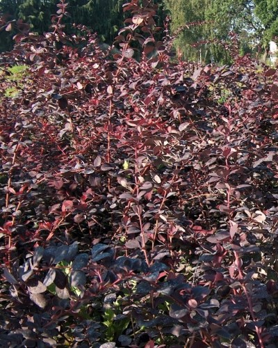 дэкаратыўныя дрэвы хмызнякі