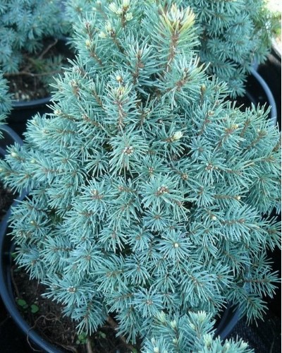 дэкаратыўныя дрэвы хмызнякі