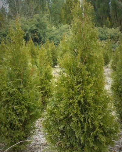 дэкаратыўныя дрэвы хмызнякі