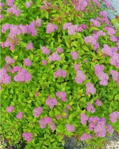 дэкаратыўныя дрэвы хмызнякі