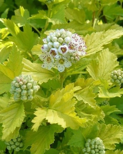 дэкаратыўныя дрэвы хмызнякі