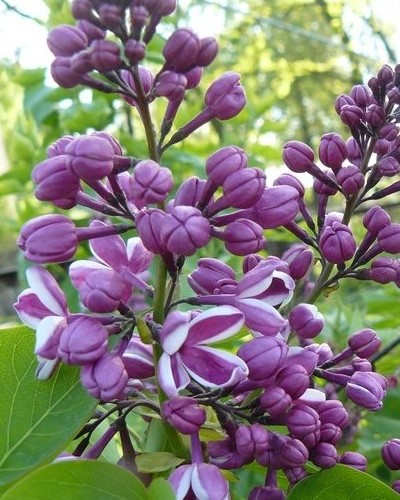 дэкаратыўныя дрэвы хмызнякі