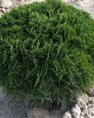 дэкаратыўныя дрэвы хмызнякі