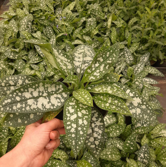 дэкаратыўныя дрэвы хмызнякі