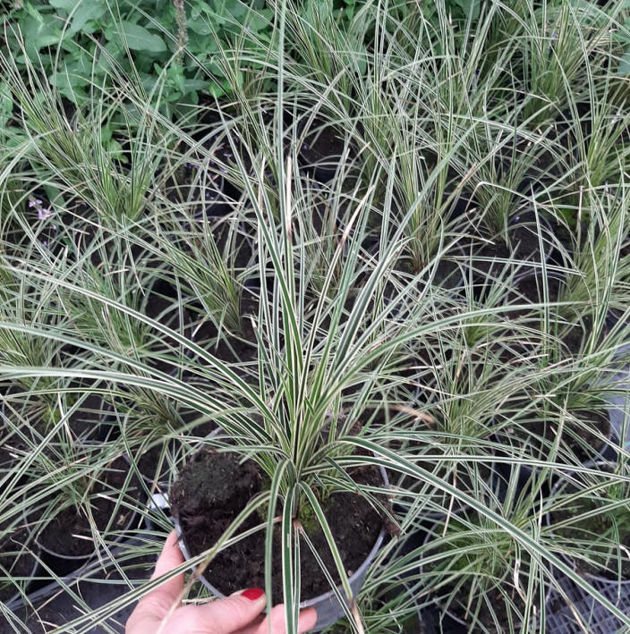 дэкаратыўныя дрэвы хмызнякі