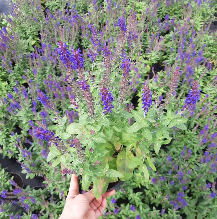 дэкаратыўныя дрэвы хмызнякі