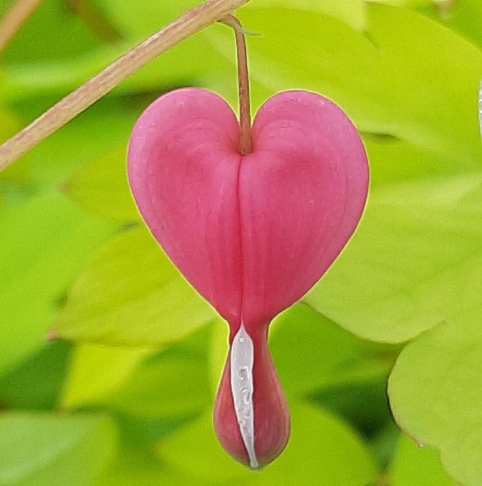 дэкаратыўныя дрэвы хмызнякі