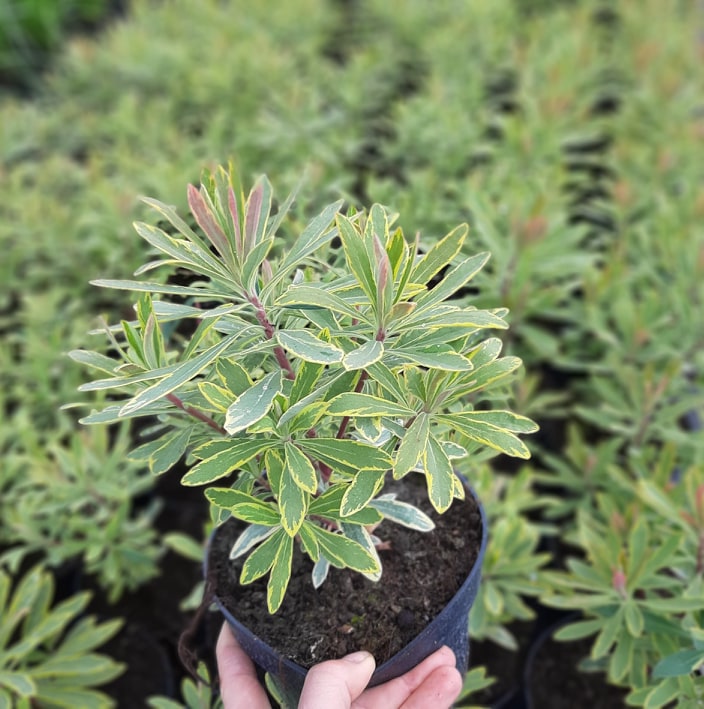 дэкаратыўныя дрэвы хмызнякі