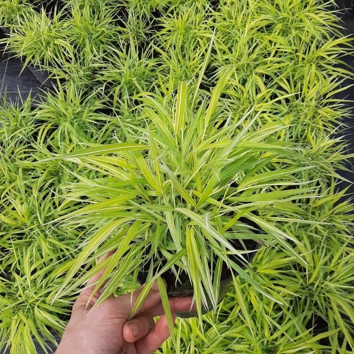 дэкаратыўныя дрэвы хмызнякі