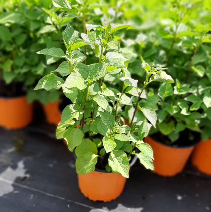 дэкаратыўныя дрэвы хмызнякі