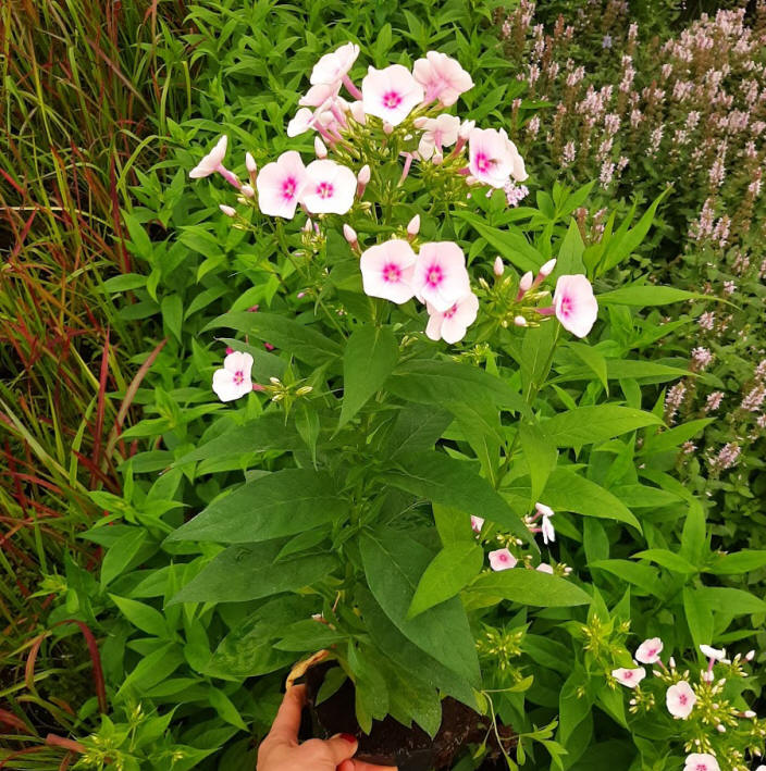 дэкаратыўныя дрэвы хмызнякі