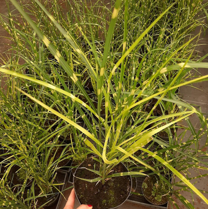 дэкаратыўныя дрэвы хмызнякі