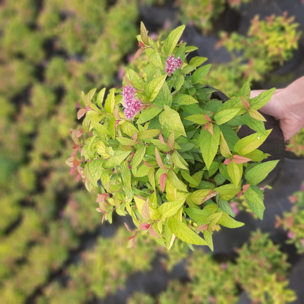 дэкаратыўныя дрэвы хмызнякі