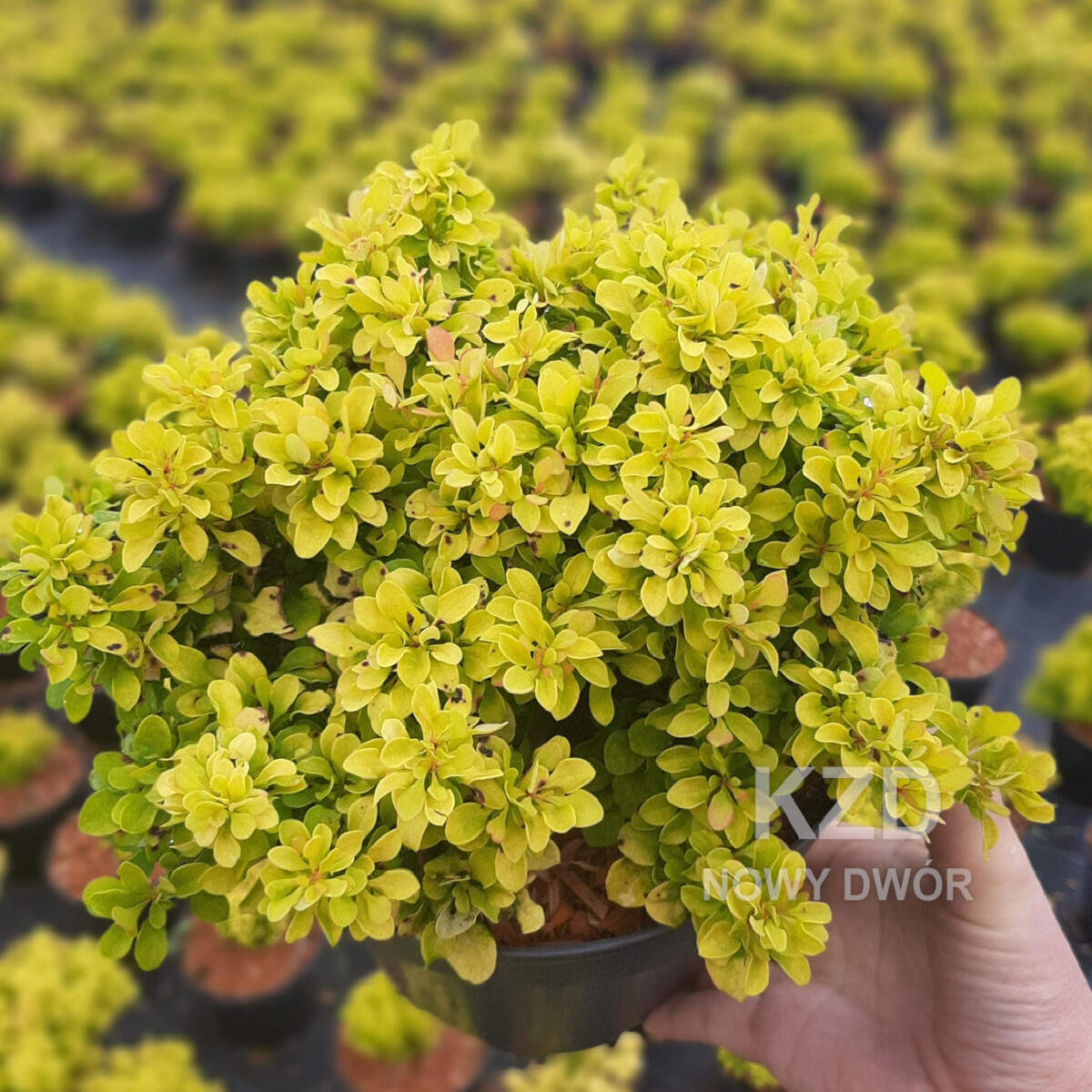 дэкаратыўныя дрэвы хмызнякі