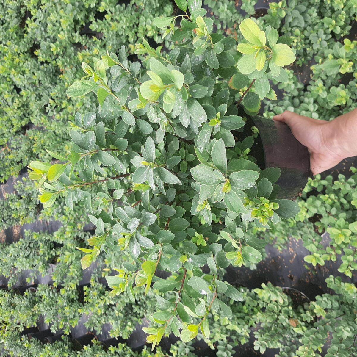 дэкаратыўныя дрэвы хмызнякі