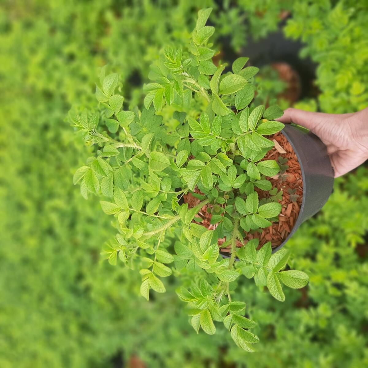 дэкаратыўныя дрэвы хмызнякі