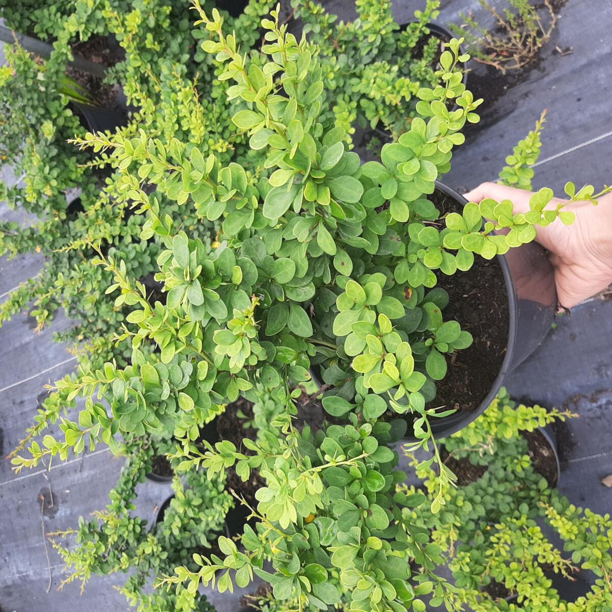 дэкаратыўныя дрэвы хмызнякі