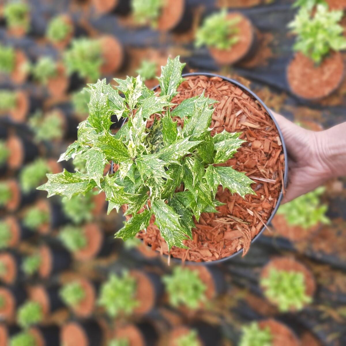 дэкаратыўныя дрэвы хмызнякі