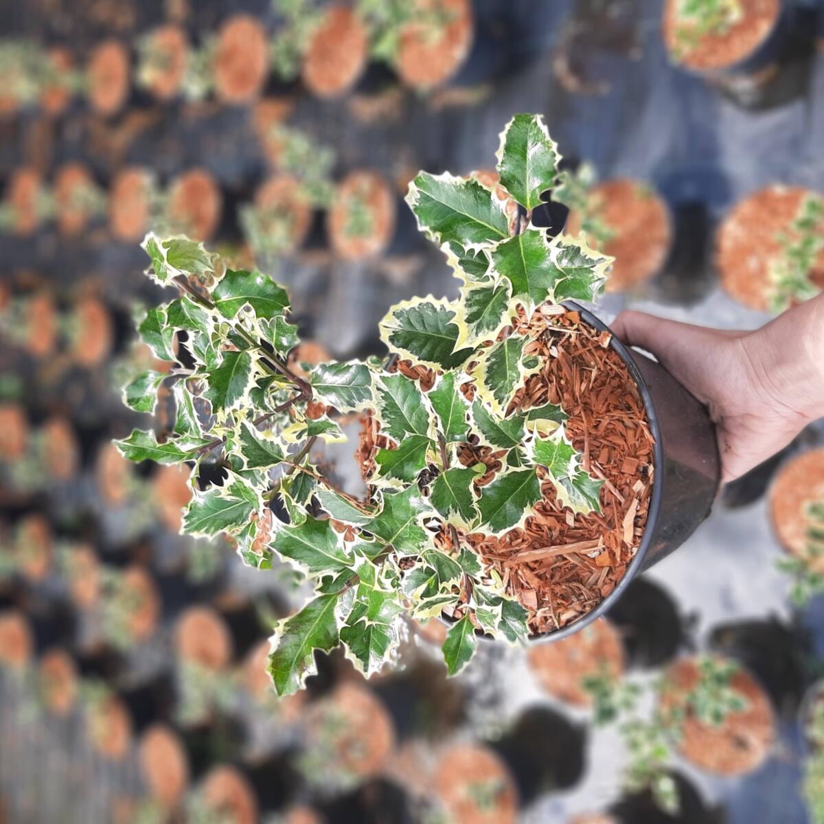 дэкаратыўныя дрэвы хмызнякі