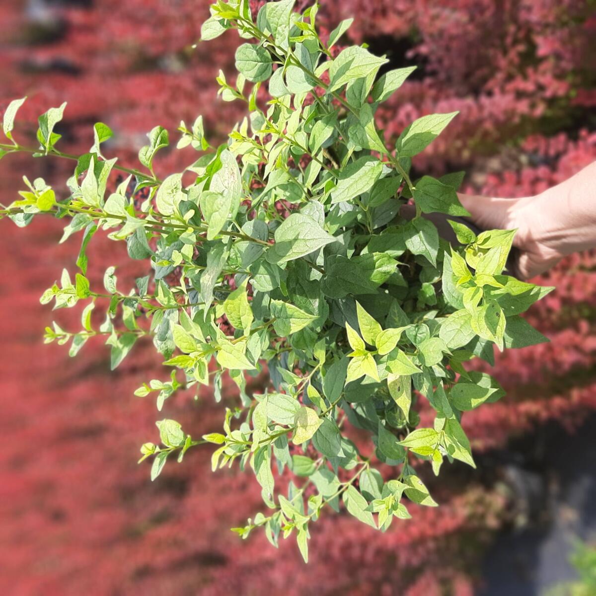 дэкаратыўныя дрэвы хмызнякі