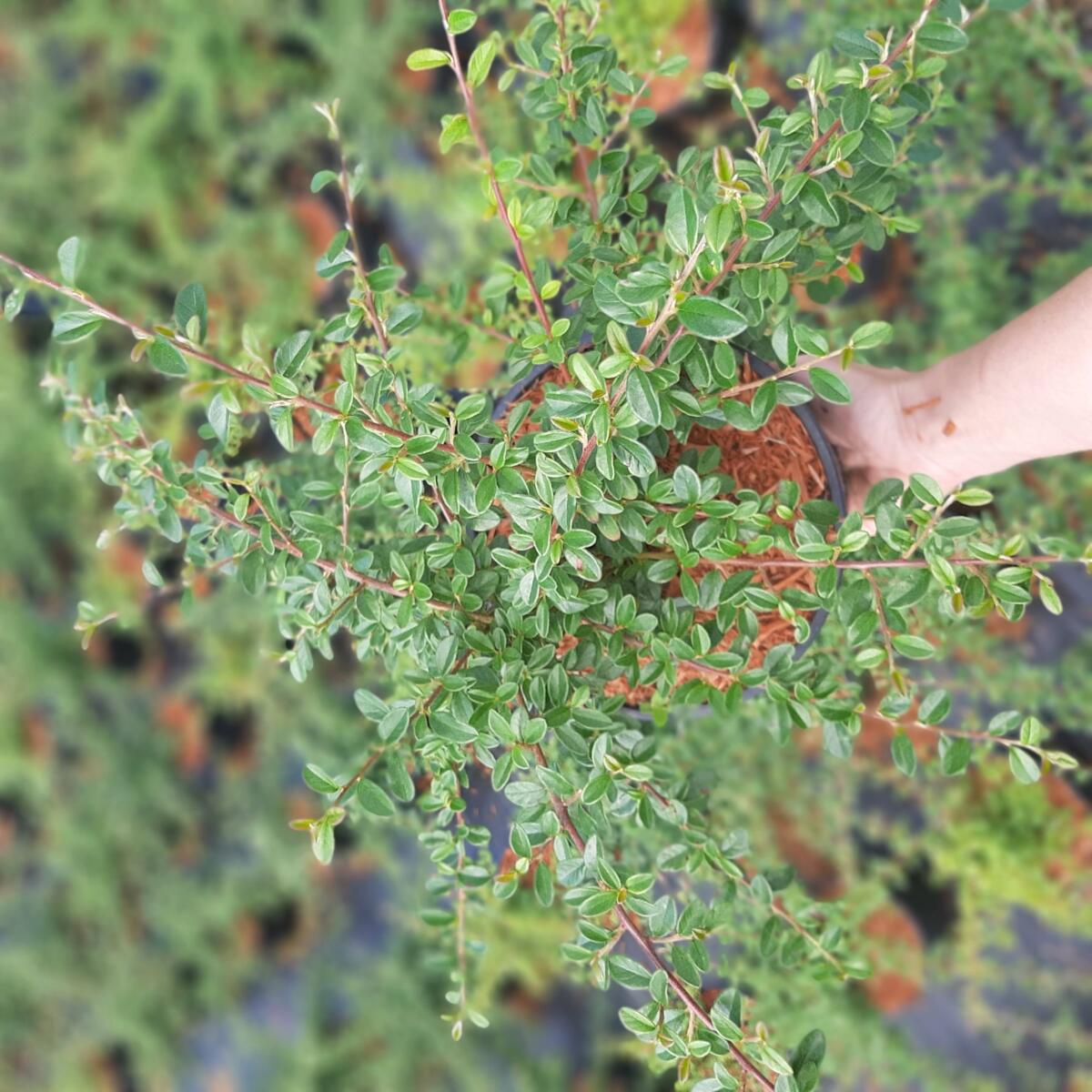 дэкаратыўныя дрэвы хмызнякі