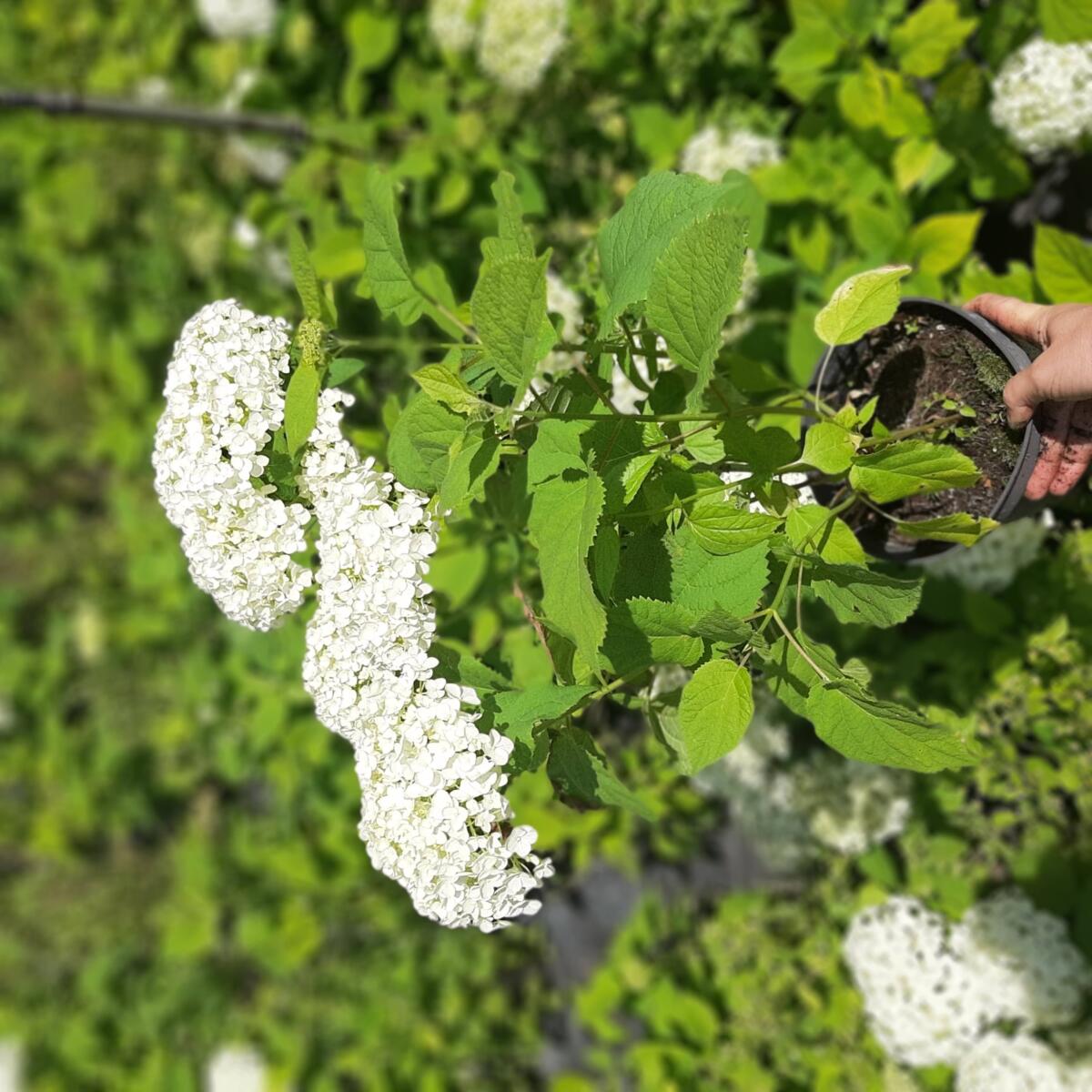 дэкаратыўныя дрэвы хмызнякі