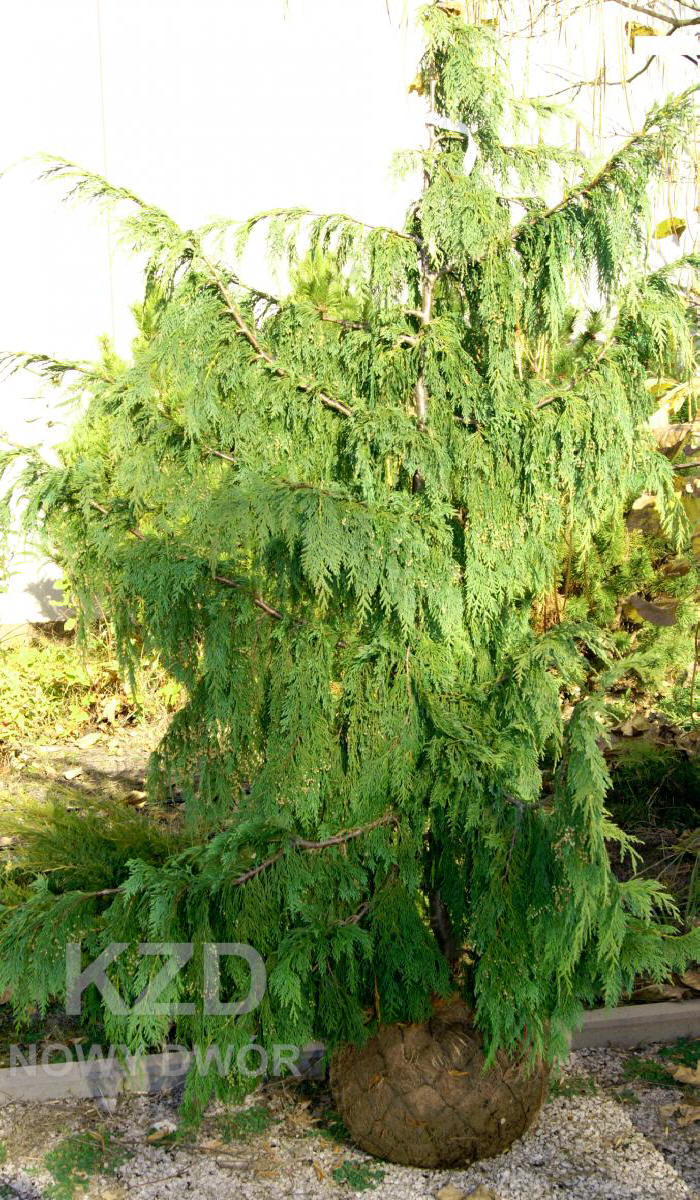 дэкаратыўныя дрэвы хмызнякі