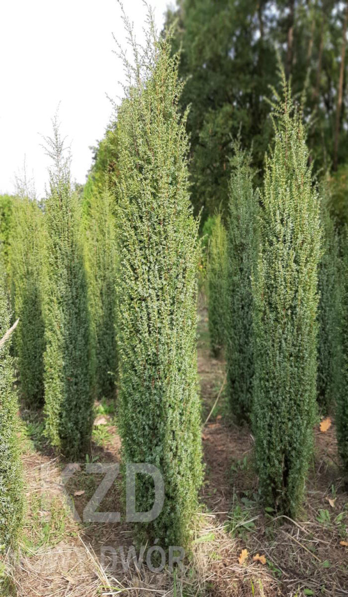 дэкаратыўныя дрэвы хмызнякі