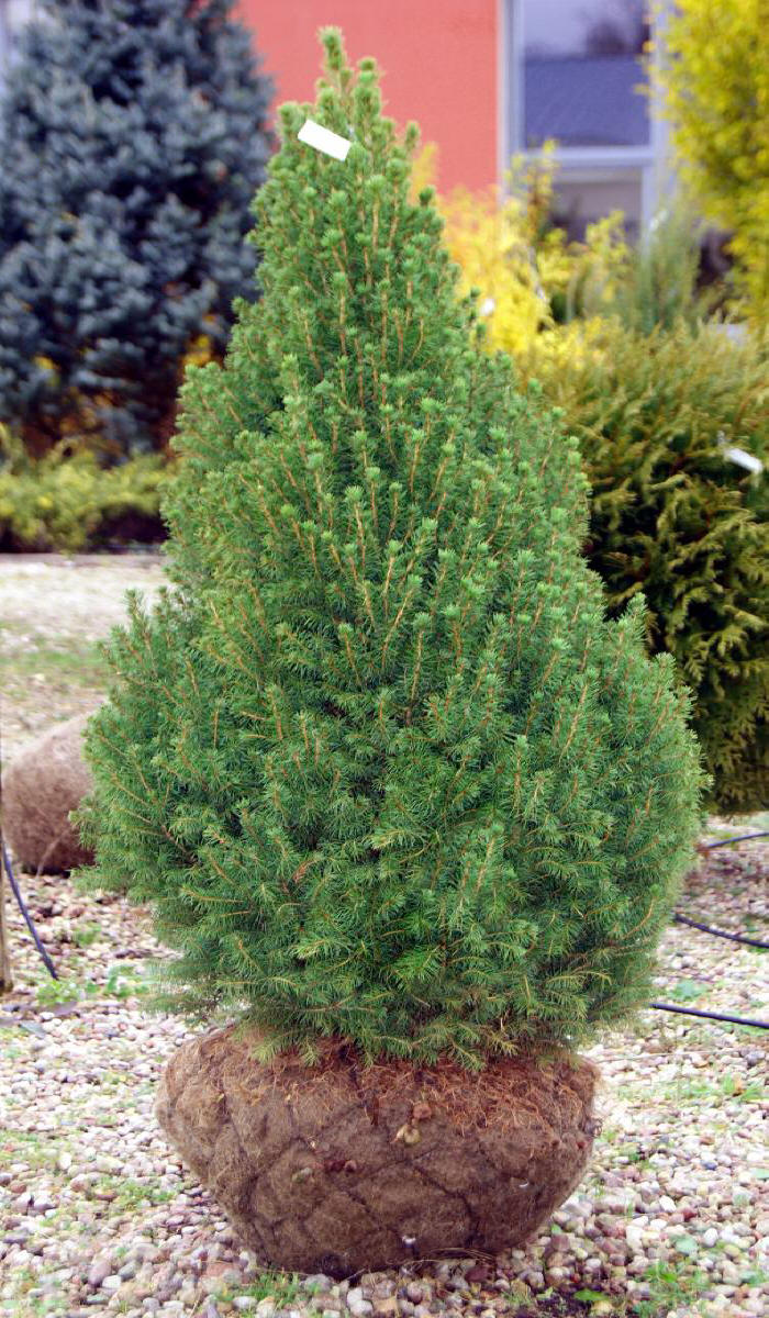 дэкаратыўныя дрэвы хмызнякі