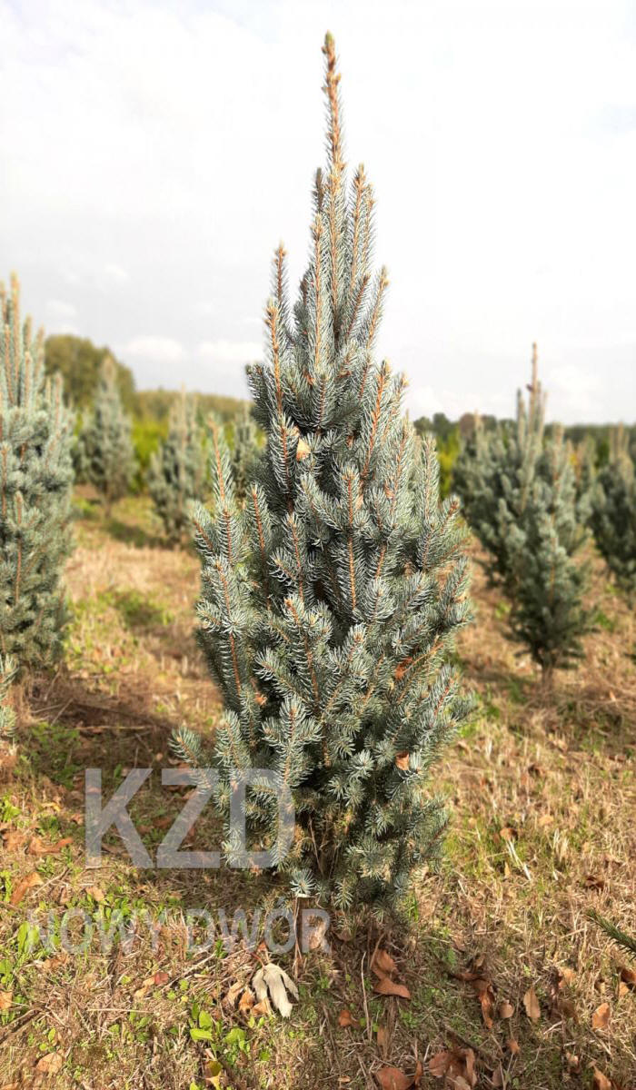 дэкаратыўныя дрэвы хмызнякі