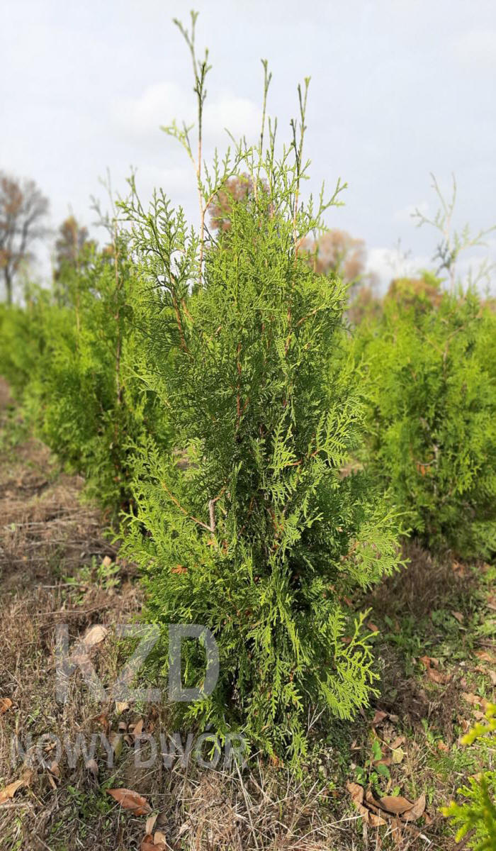 дэкаратыўныя дрэвы хмызнякі