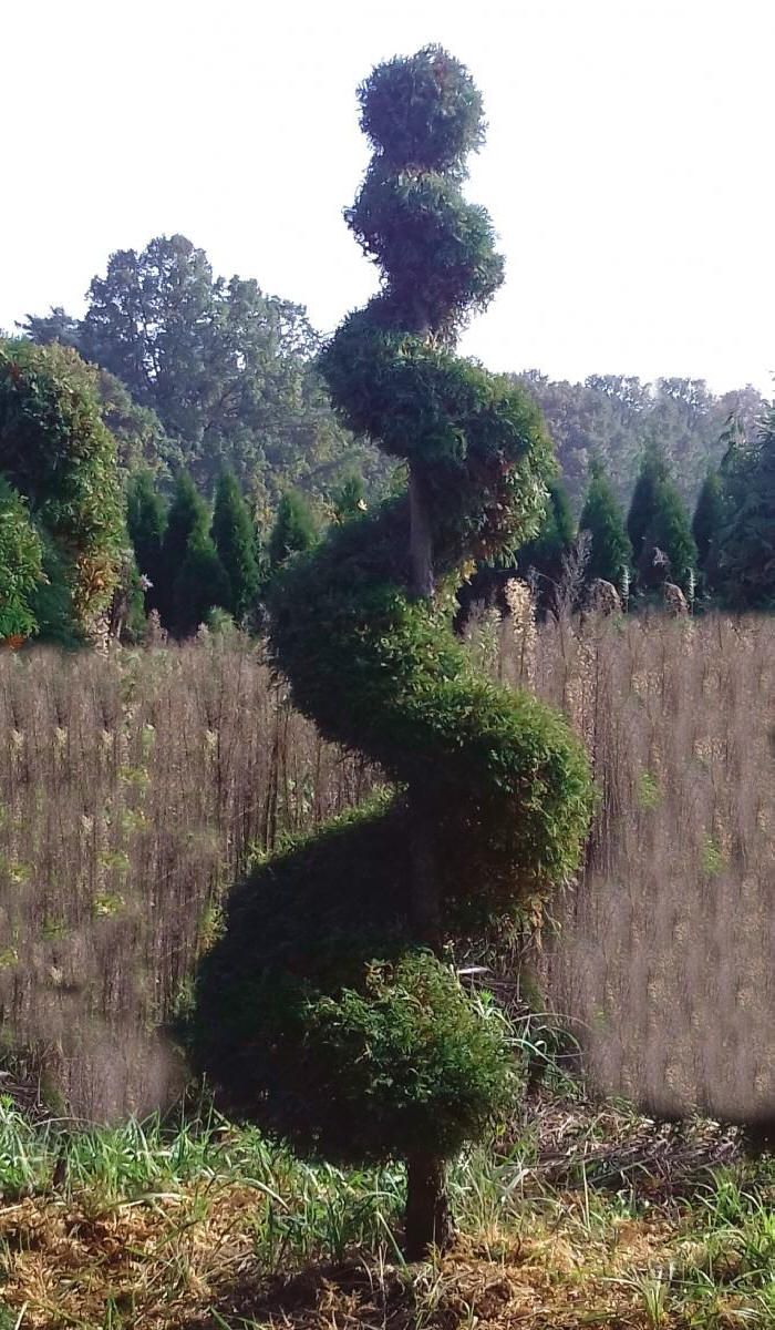 дэкаратыўныя дрэвы хмызнякі