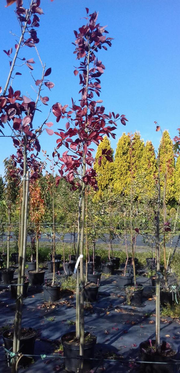 дэкаратыўныя дрэвы хмызнякі