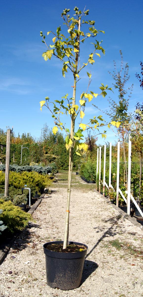 дэкаратыўныя дрэвы хмызнякі