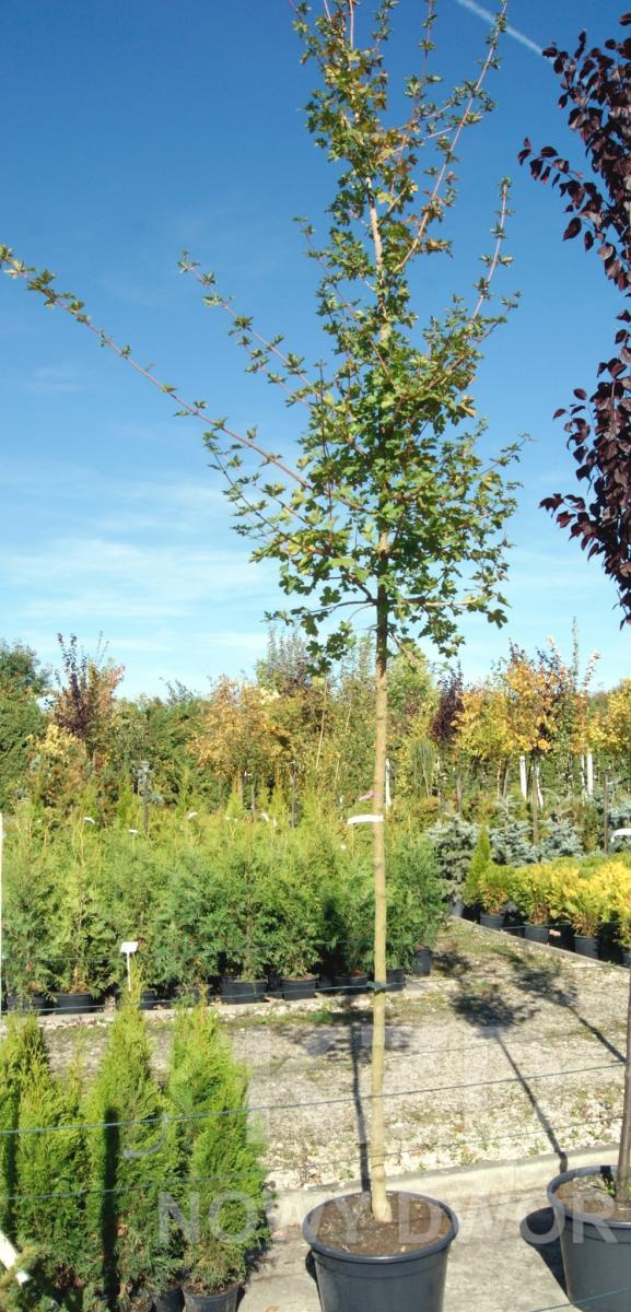 дэкаратыўныя дрэвы хмызнякі