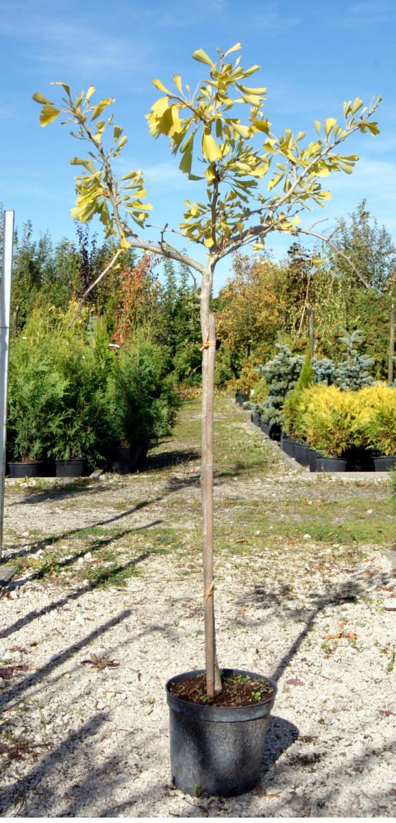 дэкаратыўныя дрэвы хмызнякі