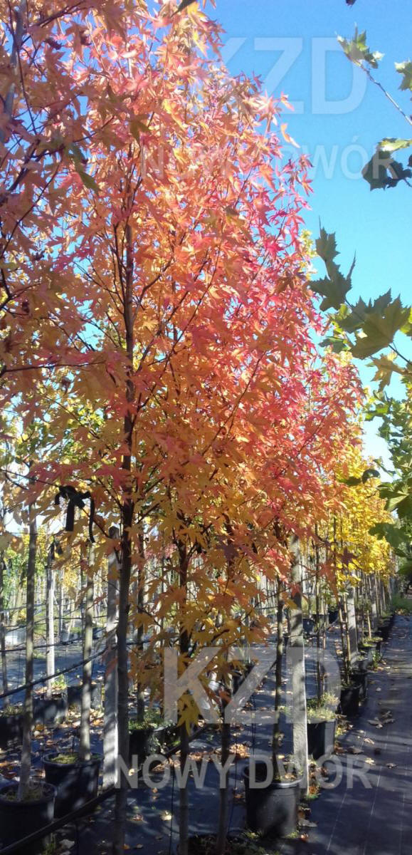 дэкаратыўныя дрэвы хмызнякі