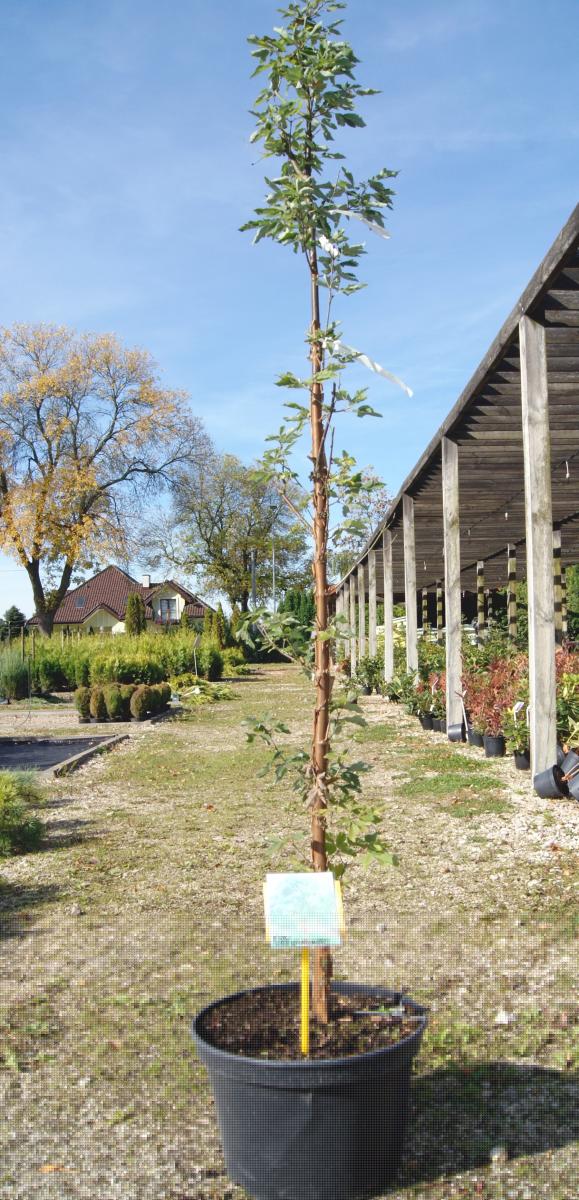 дэкаратыўныя дрэвы хмызнякі