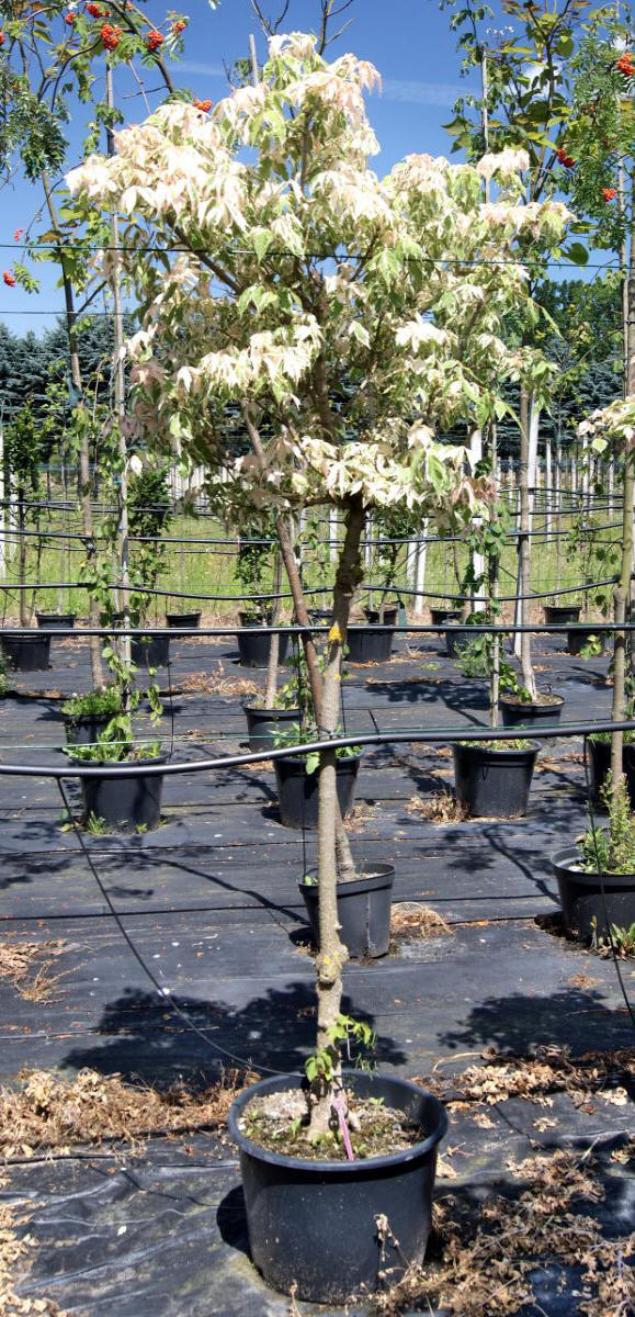 дэкаратыўныя дрэвы хмызнякі