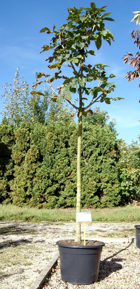 дэкаратыўныя дрэвы хмызнякі