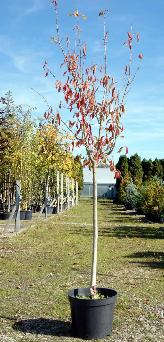 дэкаратыўныя дрэвы хмызнякі